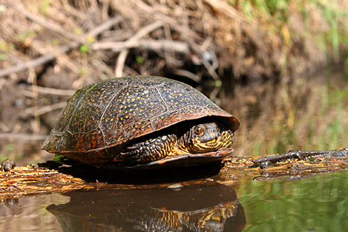 Blanding's Turtle on a log Blanding's Turtle on a log