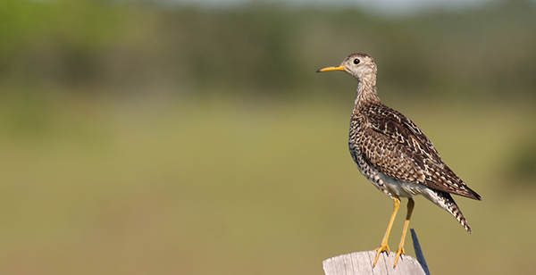Upland Plover Upland Plover
