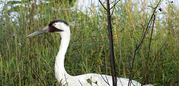 Whooping Crane Whooping Crane