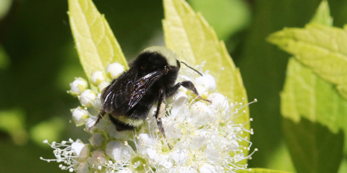 Yellow-faced Bee on flower Yellow-faced Bee on flower