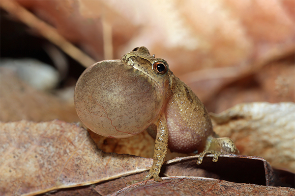 Spring Peeper Spring Peeper