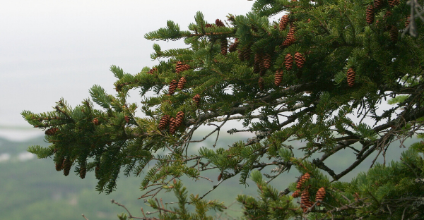 White Spruce Cones are Small Cones that are Excellent for Crafts