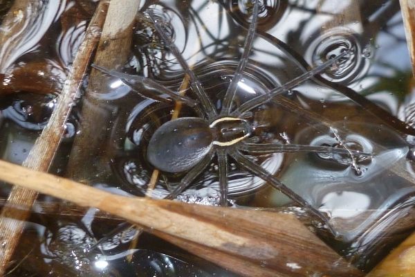 https://www.eekwi.org/sites/default/files/2021-08/6-spotted-fishing-spider-beth-mittermaier.jpg