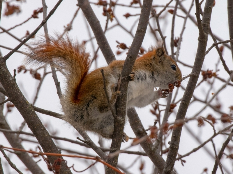 photo of red squirrel eating tree buds
