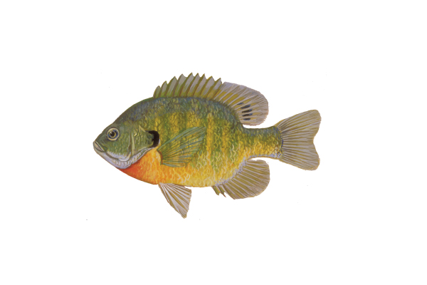 https://www.eekwi.org/sites/default/files/2021-08/bluegill-virgil-beck.jpg