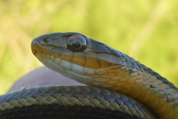 Blue racer snake guide: how to identify, are they venomous, and