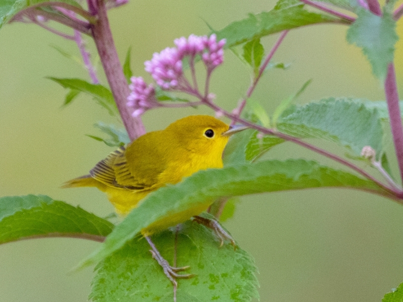 photo of warbler sitting on a Joe-Pye-Weed plant