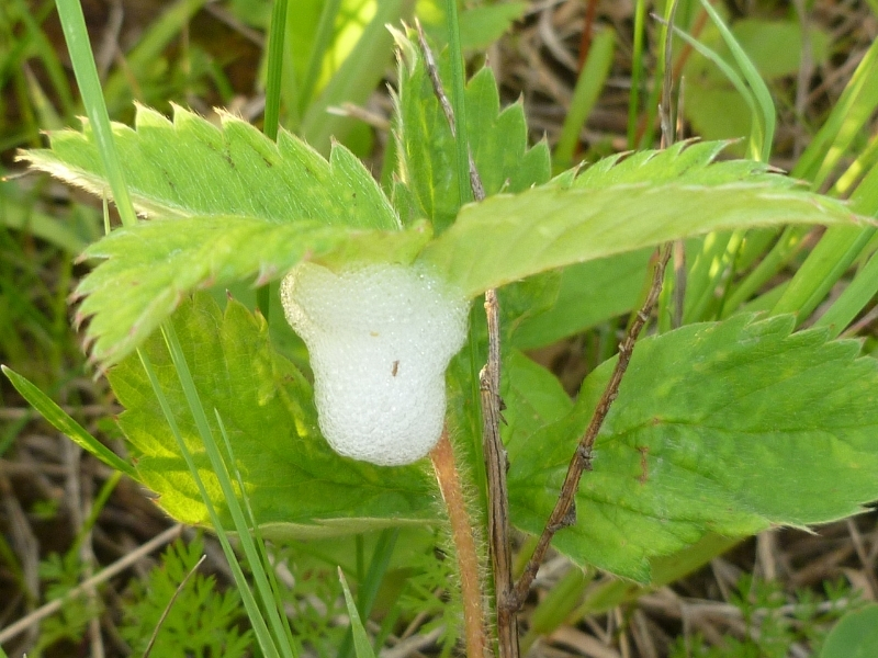 photo of spittlebug froth hanging from a strawberry leaf
