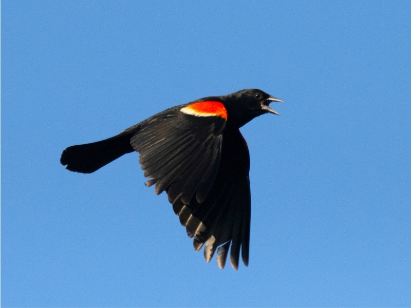 photo of male red-winged blackbird flying through a perfectly blue sky