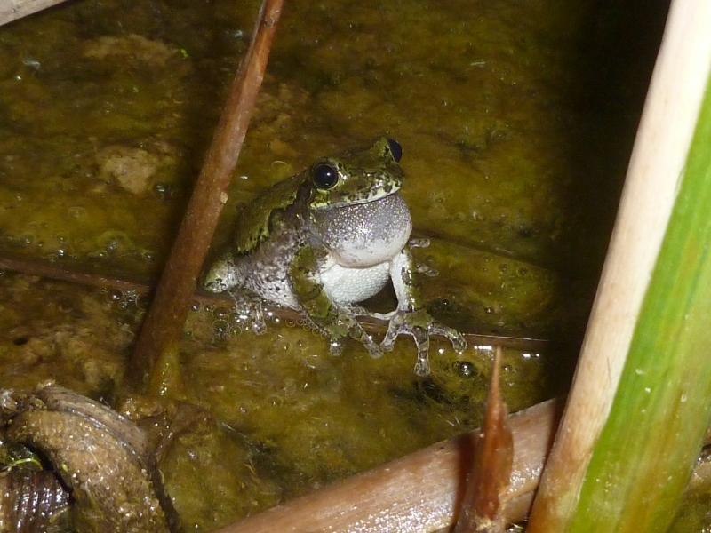 treefrog calling with vocal sac filled with air