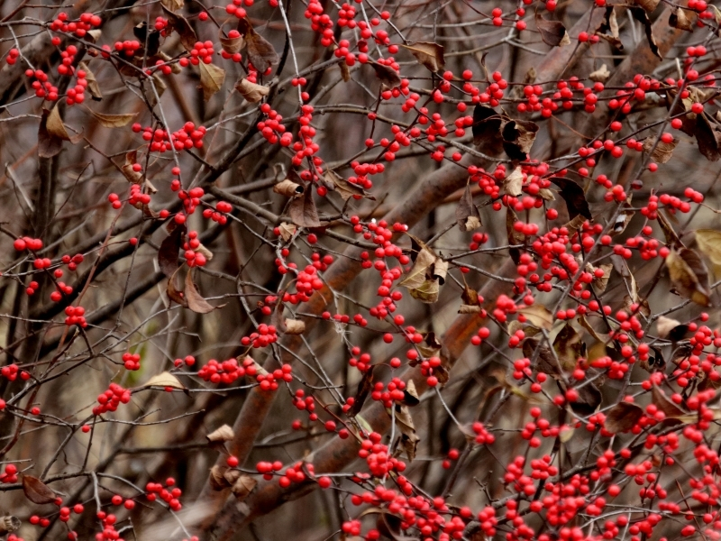 photo of red winterberries on leafless branches