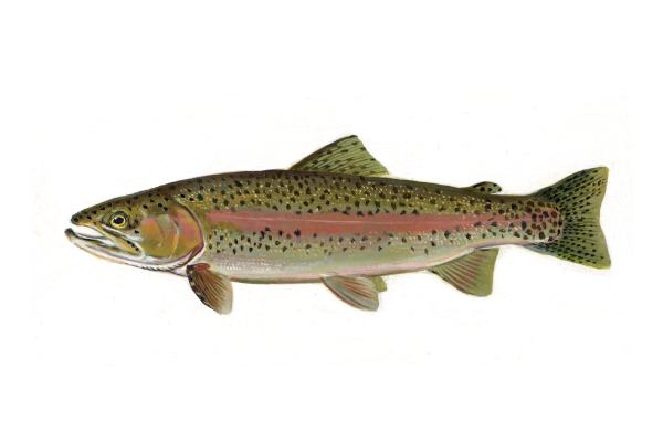 Rainbow Trout & Steelhead | EEK WI