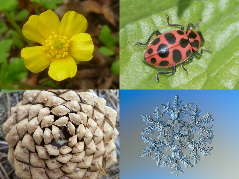 seasonal photo collage with yellow buttercup, red ladybug, brown pinecone, and shimmery snowflake