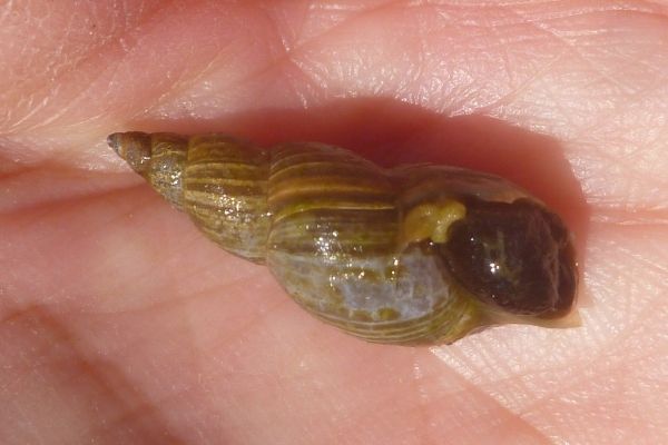 Orb, Gilled, and Pouch Snails | EEK Wisconsin Orb, Gilled, and Pouch Snails | EEK Wisconsin