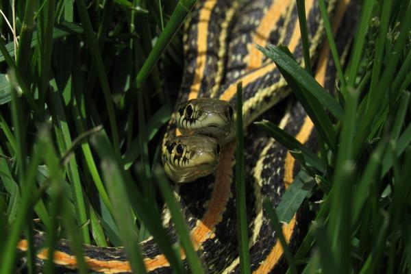 photo of two plains gartersnakes with their heads right on top of each other in grass