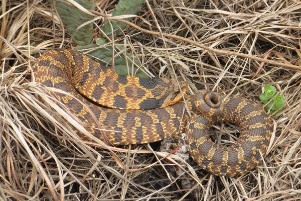 Hognose snake playing dead in a field