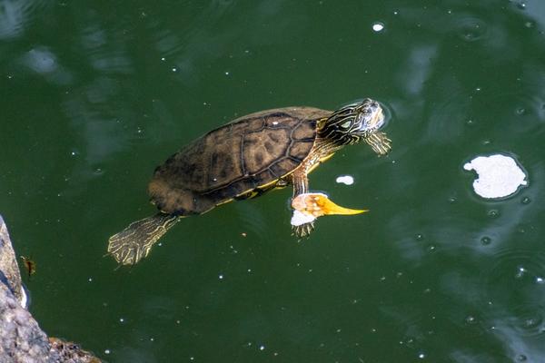 northern map turtle floating in the water