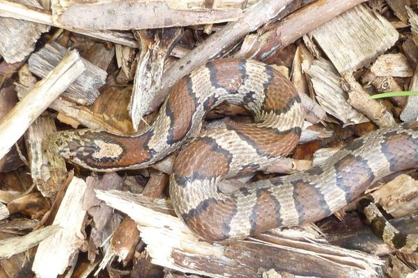 Milksnake | EEK Wisconsin
