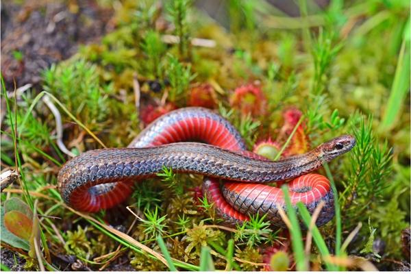 Red-bellied Snake | EEK WI