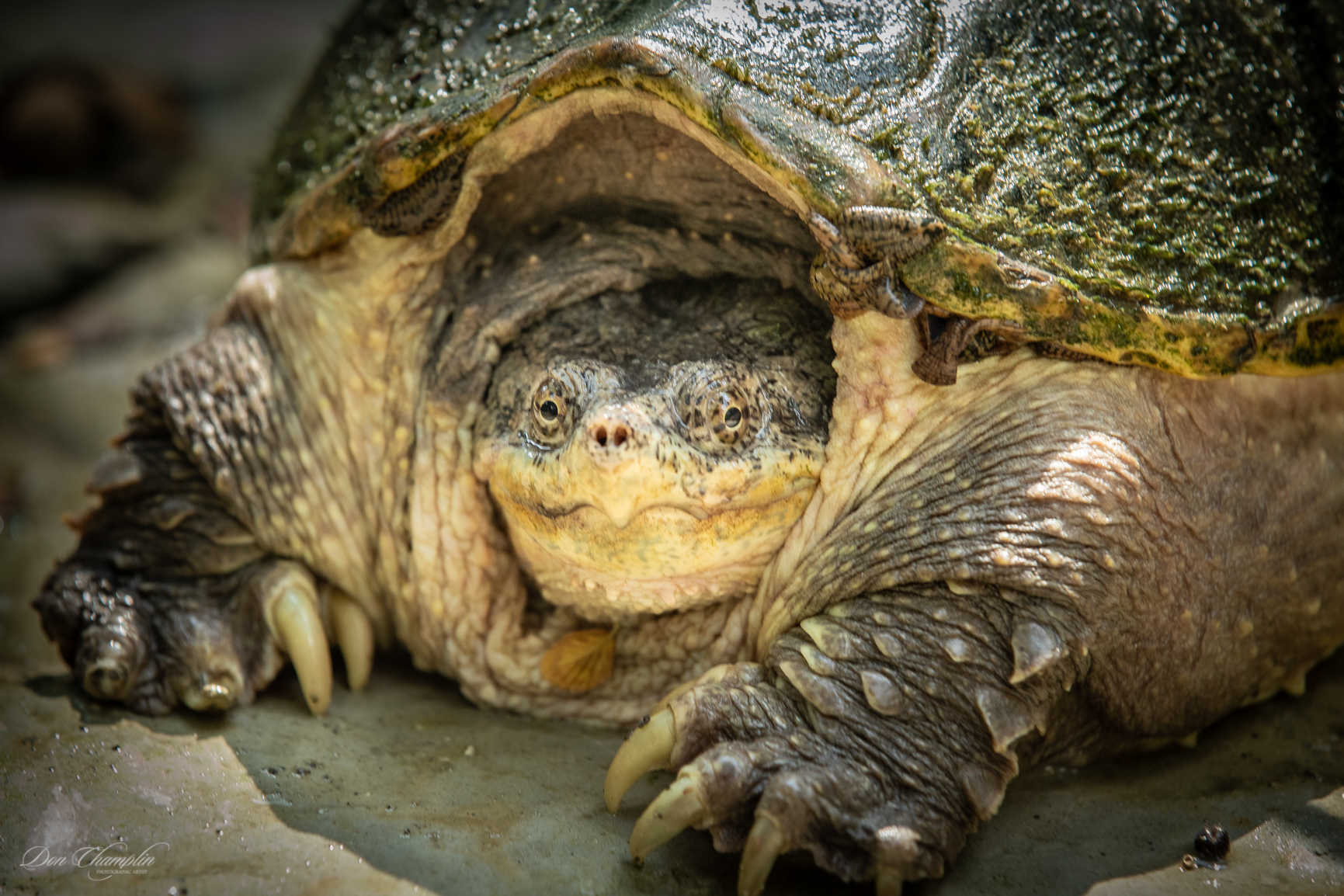 Snapping Turtle | EEK Wisconsin