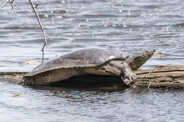 Spiny softshell turtle