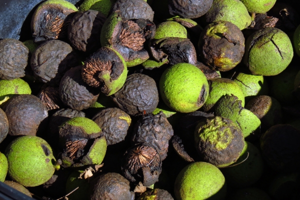 photo of black walnuts taken by BlueRidgeKitties (CC BY-NC-SA 2.0)