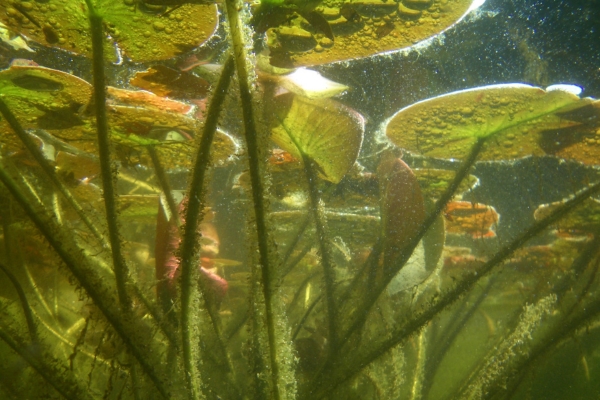 underwater photo of a backyard pond showing the undersides of water lilies and other water plants by Joshua Sera (CC BY 2.0)