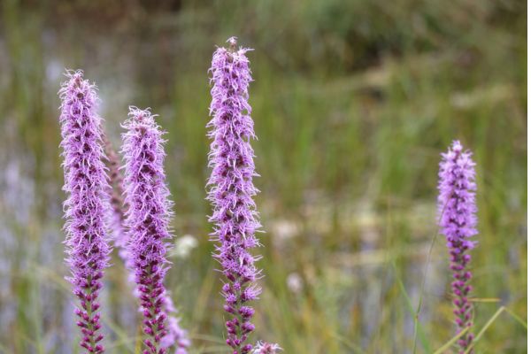 spikes of purple-flowered blazingstar blooming in a prairie
