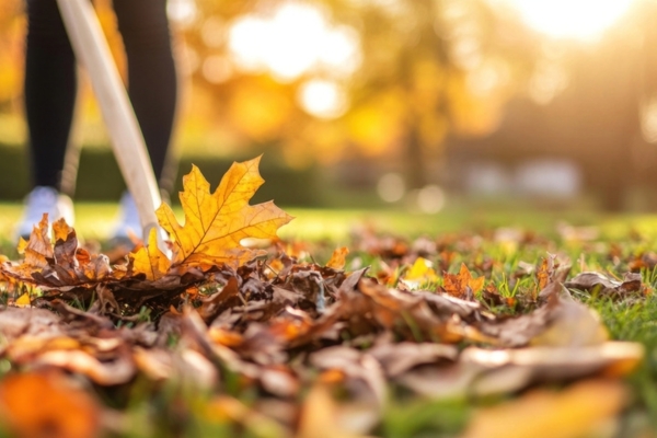 photo of person raking up colorful fall leaves