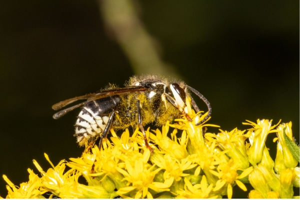 photo of bald-faced hornet on a goldenrod flower by Kevin (CC BY-NC 4.0)