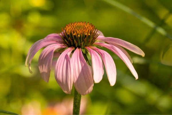 Photo of purple coneflower by kevin (CC BY-NC-4.0) via iNaturalist