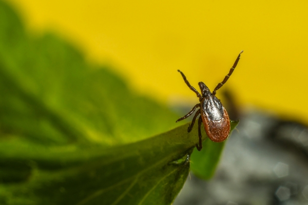 photo of tick questing by Erik Karits