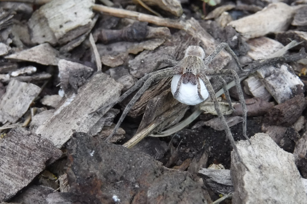 photo of a nursery web spider with her egg sac by Beth Mittermaier