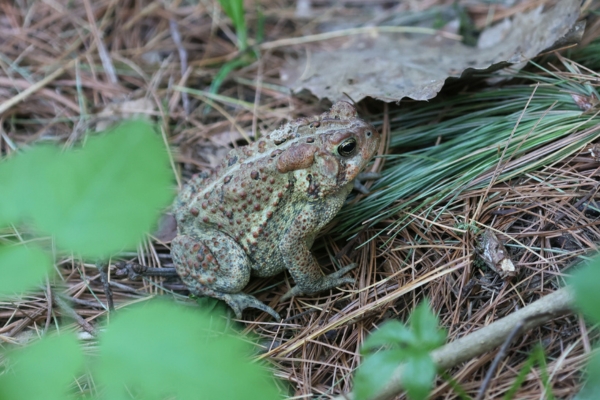 Frogs & Toads | EEK WI