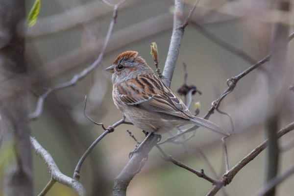 American tree sparrow sitting on a branch