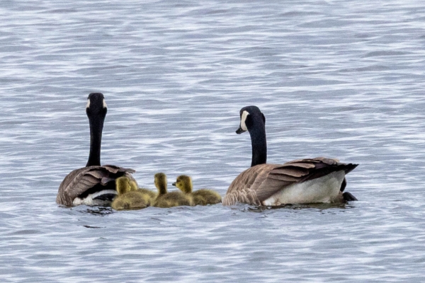a family of Canada Geese swimming away from the camera