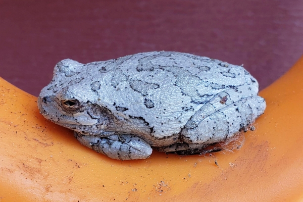 Cope's gray treefrogs can be identified by their voice