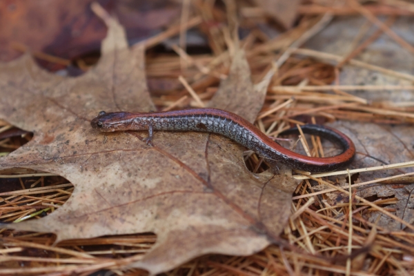 red-backed salamander resting on the forest floor