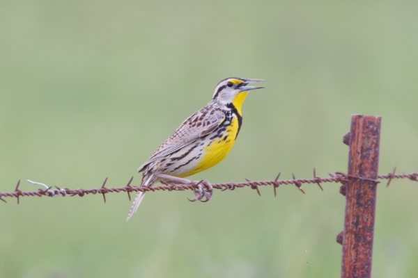 eastern meadowlark perched on a barbed wire fence