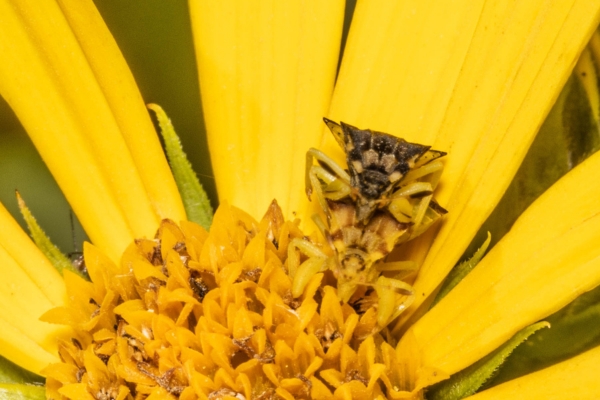 a photo of an ambush bug on a yellow flower. the camera is directed straight on the face of the bug, showing off the triangular shape and muscular front legs