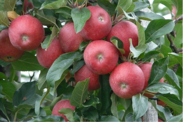 photo of an apple tree branch absolutely loaded with mature red apples