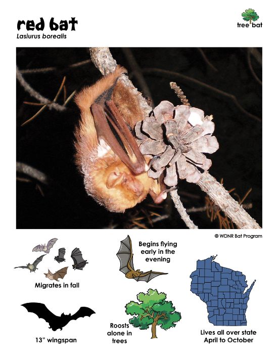 Info card from "Shadow Flyers" created by Beth Mittermaier (Wi DNR) information card showing red bats are tree bats found throughout the state