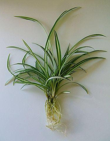 a spider plant baby that is ready to be planted