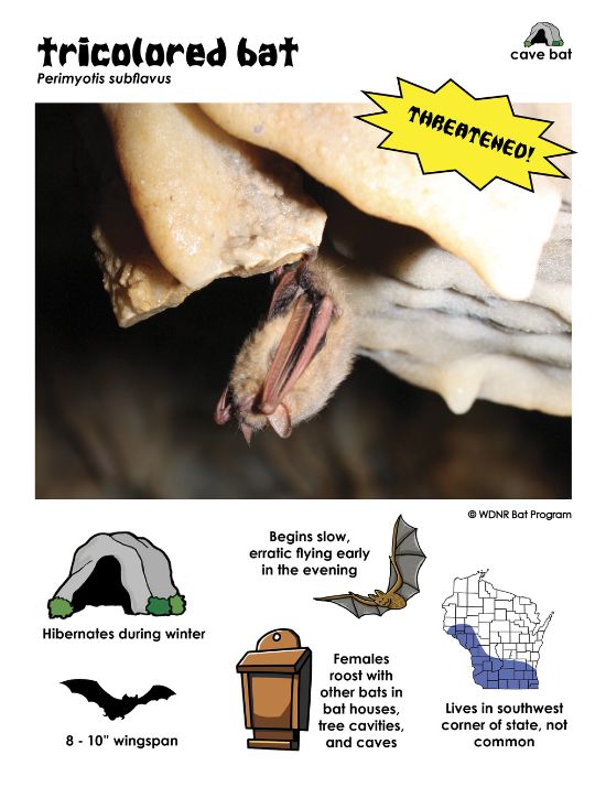 Info card from "Shadow Flyers" created by Beth Mittermaier (Wi DNR) information card showing tricolored bats are cave bats found throughout the state