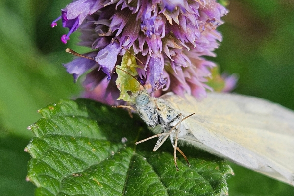 photo of a jagged ambush bug that has captured a white cabbage butterfly