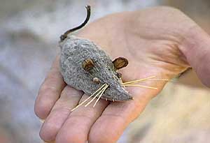 Finished milkweed pod mouse.