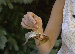 Finished spruce pine cone and milkweed pod bat.