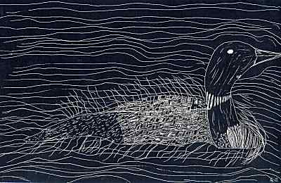 Drawing of loon Drawing of loon