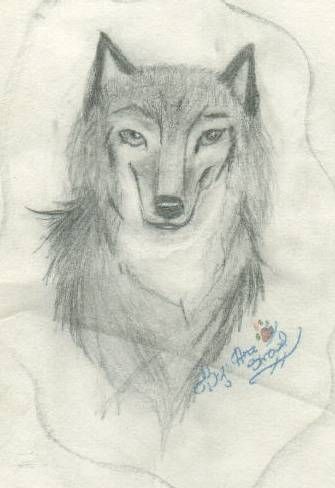 Drawing of wolf Drawing of wolf