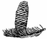 Illustration of balsam fir pinecone
